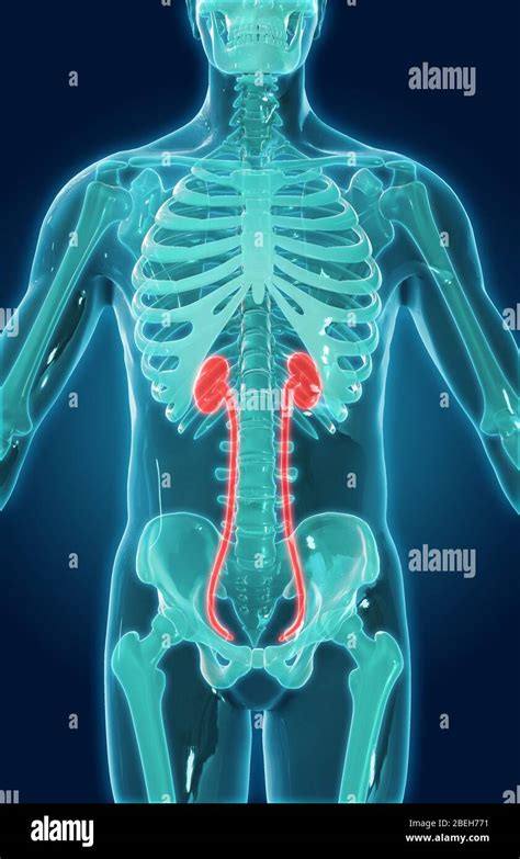 Abdominal Organs Illustration Stock Photo Alamy