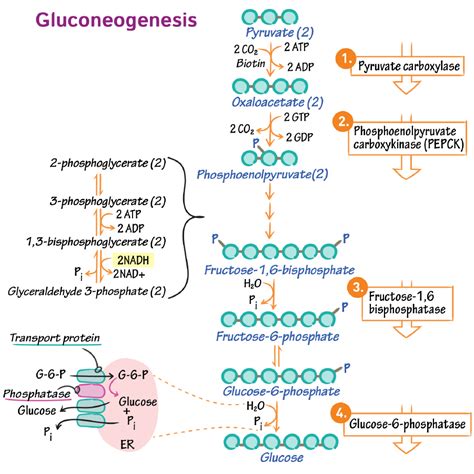 Biochemistry Glossary Gluconeogenesis Reactions Ditki Medical Biological Sciences