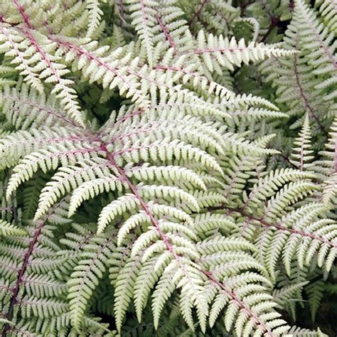 Ghost Fern Shop For Shade Spring Hill Nurseries Shade Plants