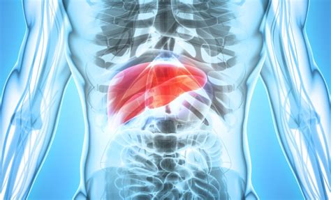 The Causes Of Elevated High Liver Enzymes And The Right Time To See A