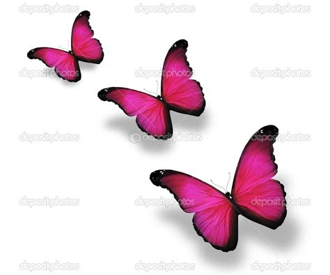 Three Pink Butterflies Isolated On White Stock Photo By ©suntiger