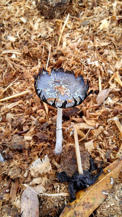 Black Grey Cap White Stem Help Identify Mushroom Hunting And