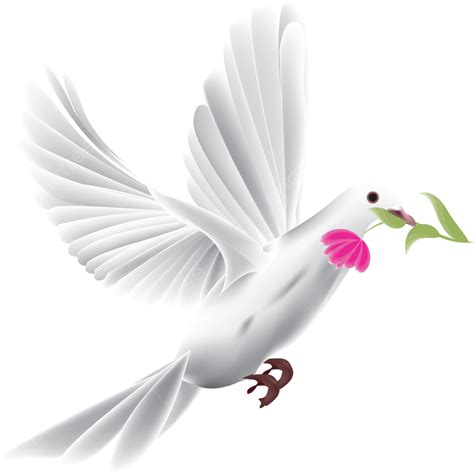 A White Pigeon White Pigeon Pigeon With Flower Pegon Fly Png And