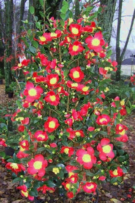 They are delicately shaded paler at the center and the base of the petals which gives the appearance of a central stripe. Buy Yuletide Camellia Sasanqua - FREE SHIPPING - For Sale ...