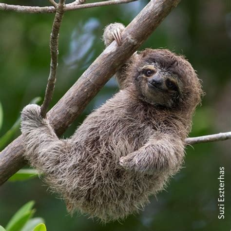 Baby Maned Three Toed Sloth
