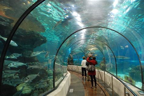 Which Is Better Sea Aquarium Or Underwater World