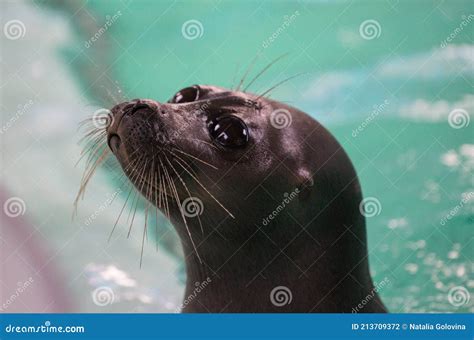 Baikal Seal Or Nerpa Endemic Of Lake Baikal Looking At The Camera With