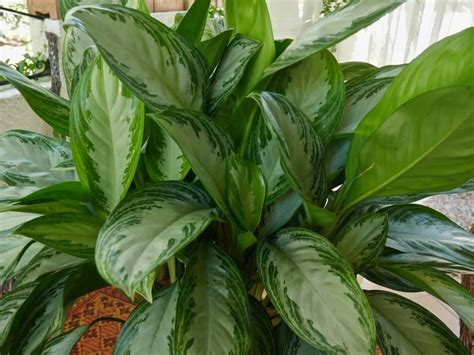 The thick glossy leaves look beautiful in any décor. 10 Best Low Light Indoor Plants that Are Easy to Care for!