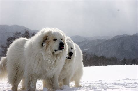 Great Pyrenees Couple In The Snow Great Pyrenees Great Pyrenees Dog