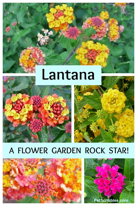 Lantana Plant Colors