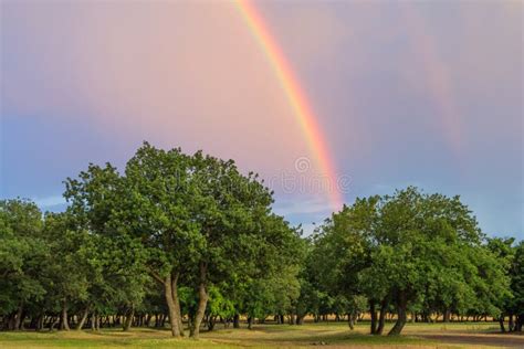 Beautiful Landscape With Green Trees And A Double Rainbow Stock Photo