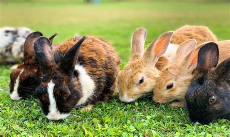 What Do Rabbits Eat And Drink As Baby Pet And Wild