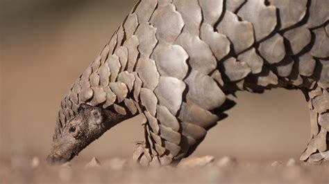 Research: sequencing the genome of the scaly anteater | October | Xi'an