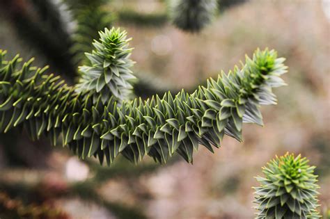 How To Grow And Care For A Monkey Puzzle Tree