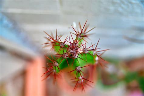 Well, the first thing is to try to stay calm and. Abstract Macro View Cactus Spines. Concept Self-defense ...