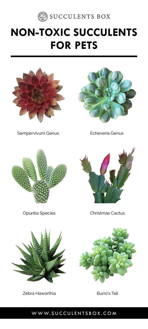 Always be extra careful when working with plants like pencil cactus and crown of thorns. Toxic and Non-Toxic Succulents for Pets (With images ...