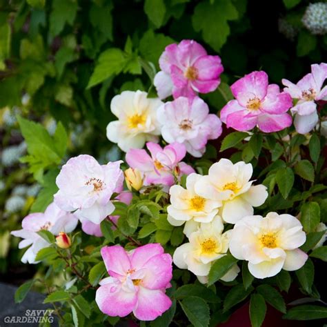 An excellent substitute for azaleas in full sun situations. Flowering shrubs for your garden: 5 beauties for full sun