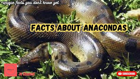 5 Interesting Facts About Anacondas Unique Facts You Don T Know Yet