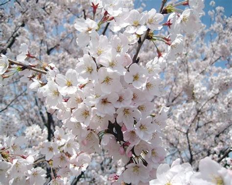 Piantare un albero che non superi i 3 metri e magari con i fiori. Alberi da fiore - Alberi - Alberi con fioritura