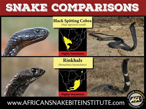 Snake Comparison Black Spitting Cobra Vs Rinkhals African Snakebite