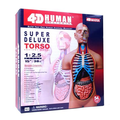 26080 4d Super Deluxe Human Anatomy Torso Model