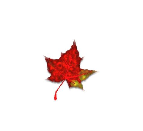 Red Maple Leaf Tree Fall Leaves Free Image Download