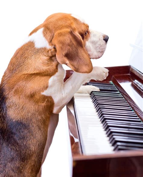 319 Dog Playing Musical Instrument Stock Photos Free And Royalty Free