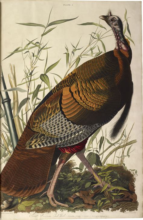 Audubon's Birds of America - The British Library
