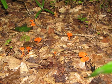 Farms Forests Foods Finding Wild Mushrooms Foraging In Lee County