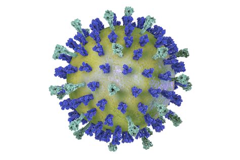 Respiratory syncytial virus (rsv) infection is the most common cause of bronchiolitis and pneumonia among infants under 1 year of age. Respiratory Syncytial Virus Glycoprotein G - The Native ...