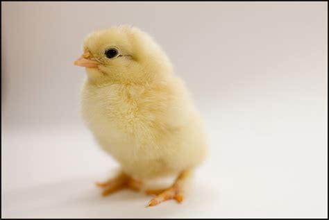 Chick 060
