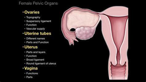 Understanding The Female Reproductive System A Comprehensive Guide