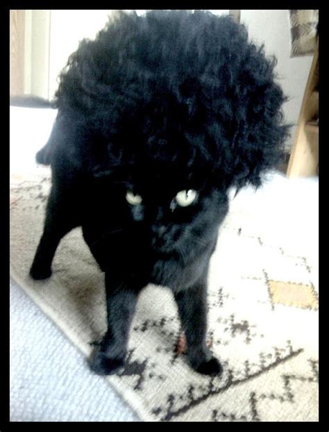 Afro Cat By Bekissed On Deviantart