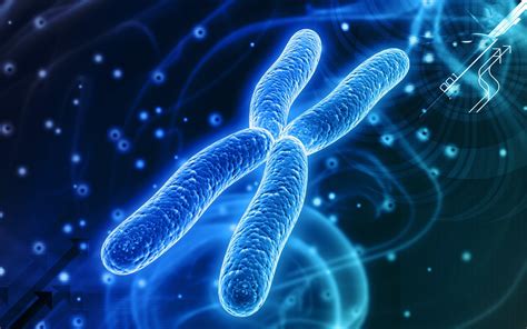 Las partes de los cromosomas características y funciones
