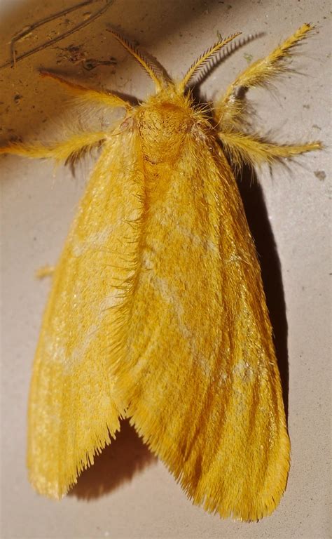 Gold Wooly Molly Mop Moth Tussock Moth Euproctis Sp Aff Lu Flickr