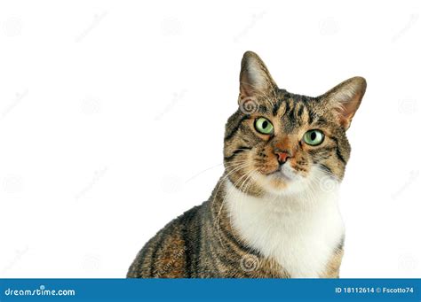Cat Looks At Camera Stock Photo Image Of Look Mammal 18112614