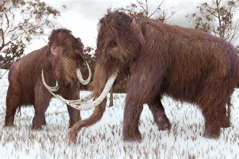 Mammoths Had Translucent Coats And Bad Sniffers Pre Extinction