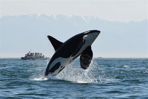 Three Southern Resident Orcas Missing Presumed Dead Islands Sounder
