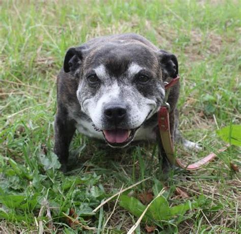 A dog that's 17 in human years is old, and shouldn't be bred at all. Star - 17 year old female Staffordshire Bull Terrier dog for adoption