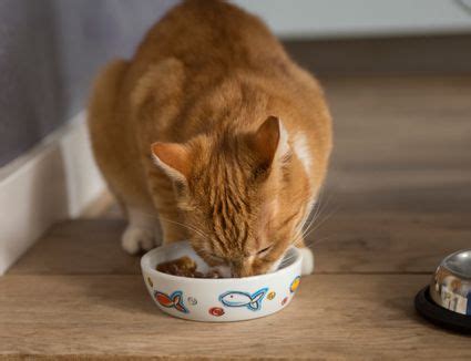 Crystal and clay litters, on the other hand, are not safe to ingest just a trivia here: Home-Prepared Food Recipes for Your Cat