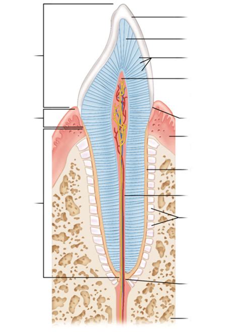 Figure 3812 Longitudinal Section Of Human Canine Tooth Diagram Quizlet