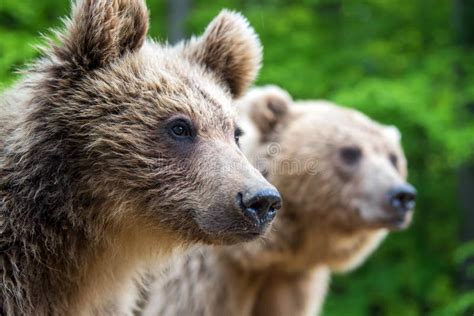 Brown Mother Bear Protecting Her Cub In A Forest Stock Photo Image Of