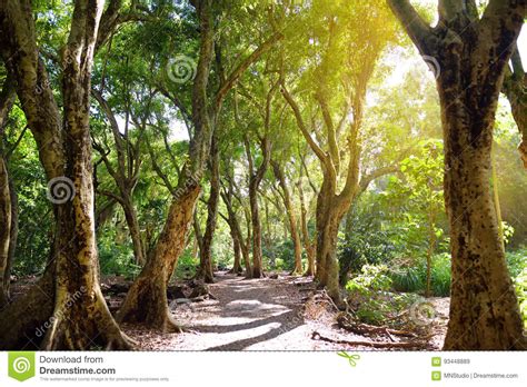 Beautiful Path Through Tropical Rain Forest Leading To