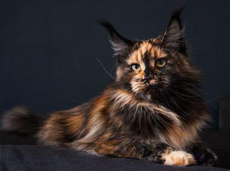 Maine Coon Cats Pets Cute And Docile