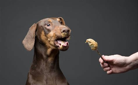 Extra Blog Image Dog Eating Peanut Butter Canine Campus Dog Daycare