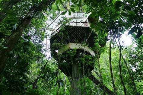 This Surreal View Shows How The House Actually Becomes Part Of The Tree