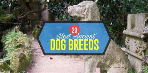 20 Most Ancient Dog Breeds That Still Roam The Planet Today