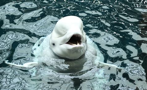 Georgia Aquarium Introduces Two New Beluga Whales