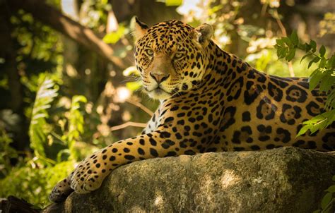 Jaguar Cat Wallpaper