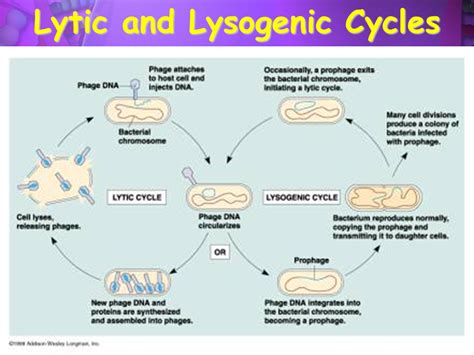 What Are The 5 Stages Of The Lytic Cycle Slidesharedocs